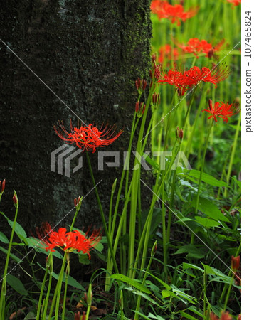Blooming spider lily Blooming spider lily 107465824