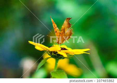 若蟲蝴蝶聚集在迷你向日葵周圍 若蟲蝴蝶聚集在迷你向日葵周圍 107465862