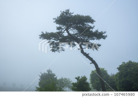 Bicycle path along the Seomjingang River 107465980