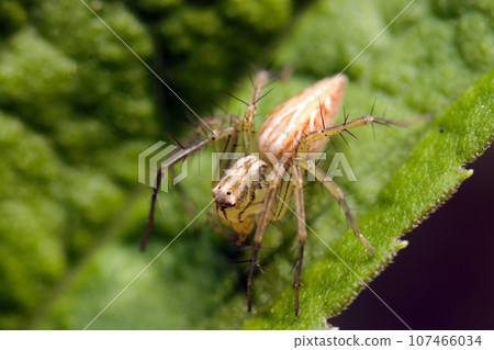 Male brown spider on grassland leaves (macro lens, strobe + natural light, close-up photo) 107466034