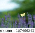 [岡山縣] 猴子蝴蝶吸薰衣草花蜜 107466243