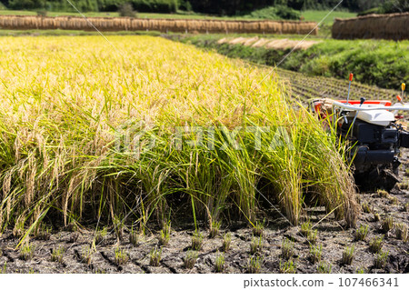 Rice paddy rice field time Rice paddy rice field time 107466341