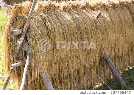 曬乾的稻穗 107466347