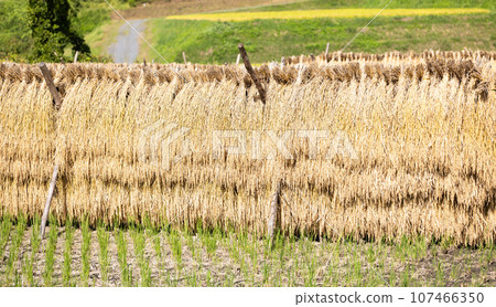 曬乾的稻穗 107466350