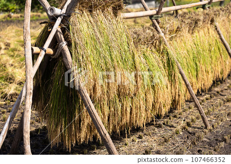Sun-dried rice ears 107466352