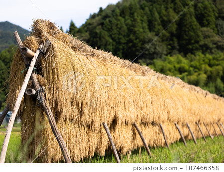 Sun-dried rice ears Sun-dried rice ears 107466358