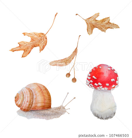 Red fly agaric, dried leaves, linden seeds, snail. Watercolor hand drawn realistic botanical illustration with Amanita muscaria mushrooms for eco goods, cards, posters, natural herbal medicine, books 107466503