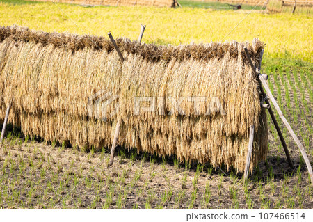 Sun-dried rice ears 107466514