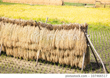 Sun-dried rice ears 107466517