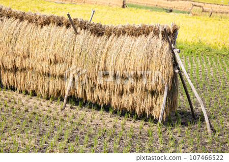 Sun-dried rice ears Sun-dried rice ears 107466522
