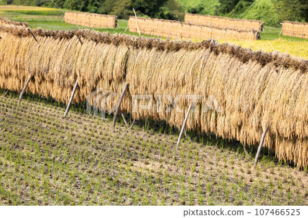 Sun-dried rice ears 107466525