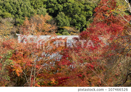 all autumn all autumn 107466526