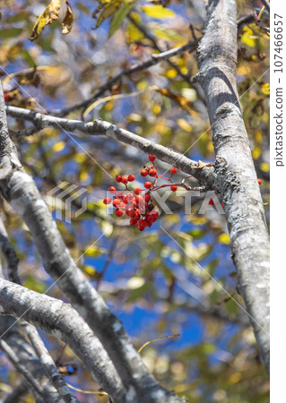Scenery of autumn leaves Scenery of autumn leaves 107466657