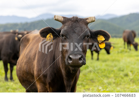 Herd of cows on a plateau ranch Herd of cows on a plateau ranch 107466683