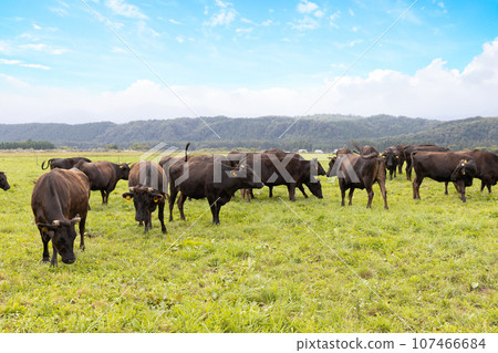 Herd of cows on a plateau ranch 107466684