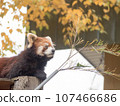 旭山動物園：小熊貓在樹上休息 107466686
