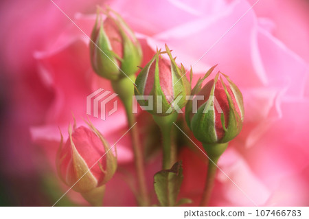 Pink rose bud (Magali) Pink rose bud (Magali) 107466783