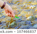 用樹葉做成的小船在四萬十川上漂浮 107466837