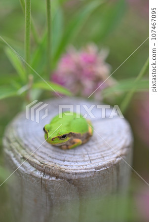 Gomphrena pink flowers and frog 107467095