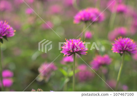 Pink gomphrena flowers blooming in the flower bed 107467100