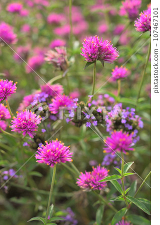Pink gomphrena flowers blooming in the flower bed 107467101