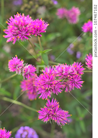 Pink gomphrena flowers blooming in the flower bed 107467102