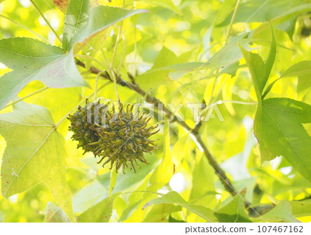 Momigiba水牛的果子 Momigiba水牛的果子 107467162