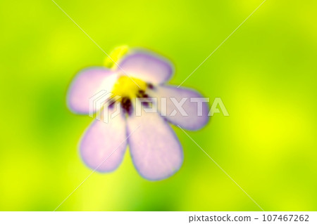 A single pale purple violet flower on a bright fluorescent yellow-green background (high brightness retouched image macro photo) 107467262
