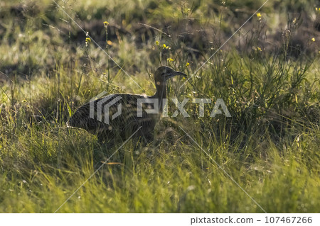 Red winged Tinamou, Rhynchotus rufescens, La Pampa province , Argentina Red winged Tinamou, Rhynchotus rufescens, La Pampa province , Argentina 107467266