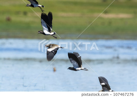 Southern Lapwing, Vanellus chilensis in flight, La Pampa Province, Patagonia, Argentina 107467276