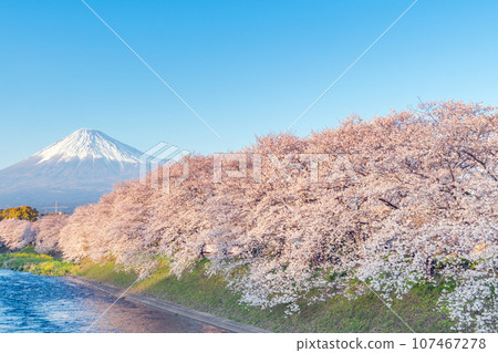Mt Fuji and Cherry Blossom Tree, Japan and river in Spring. 107467278