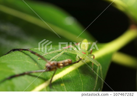 捕食蜘蛛的黃綠色蜘蛛（微距鏡頭、閃光燈+自然光、特寫照片） 107467282