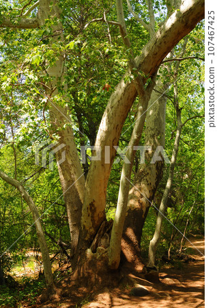 Arizona Sycamore tree Arizona Sycamore tree 107467425