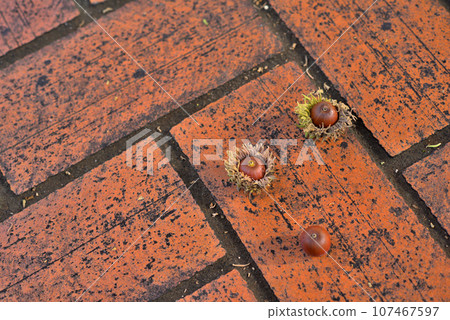 Acorns placed on the cobblestones Acorns placed on the cobblestones 107467597