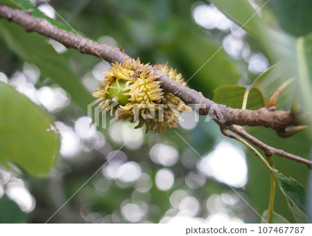 Sawtooth oak berries are still a little green Sawtooth oak berries are still a little green 107467787
