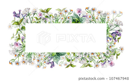 Frame of meadow medicinal flower, lungwort herb plants watercolor illustration isolated on white. Daisy, chamomile, nettle, achillea millefolium hand drawn. Design for label, package, postcard Frame of meadow medicinal flower, lungwort herb plants watercolor illustration isolated on white. Daisy, chamomile, nettle, achillea millefolium hand drawn. Design for label, package, postcard 107467948