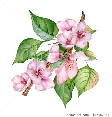 Watercolor illustration with pink flowers of peach tree isolated on white. Blossom fruit tree, white bloom hand painting. Design element for wedding invitation, textile, wrapping, card, package Watercolor illustration with pink flowers of peach tree isolated on white. Blossom fruit tree, white bloom hand painting. Design element for wedding invitation, textile, wrapping, card, package 107467954