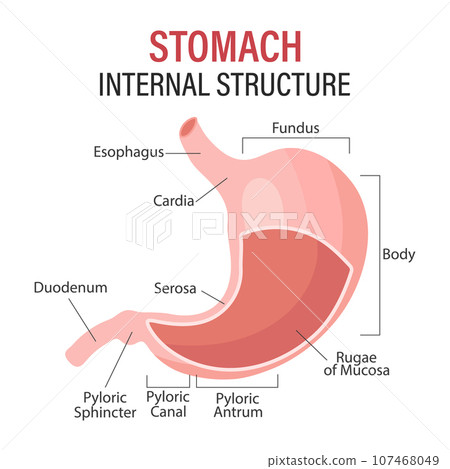Anatomy of the human stomach, medical poster with detailed diagram of the structure of the internal stomach. Medical infographic banner. Vector Anatomy of the human stomach, medical poster with detailed diagram of the structure of the internal stomach. Medical infographic banner. Vector 107468049