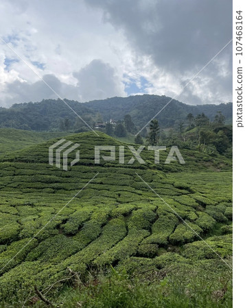 A beautiful scenery of tea plantation  107468164