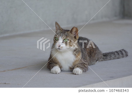 A cat staring at you 107468343