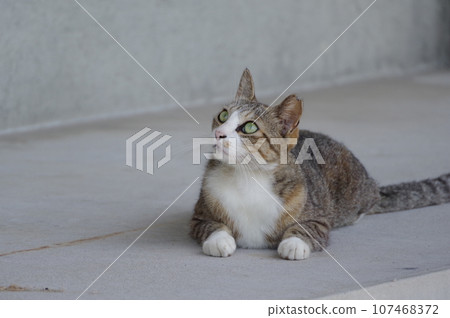 A cat staring at you A cat staring at you 107468372