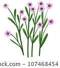 Wilgrass flower 107468454