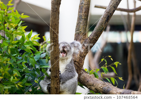 埼玉縣東松山市兒童動物園無尾熊 107468564