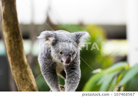 埼玉縣東松山市兒童動物園無尾熊 埼玉縣東松山市兒童動物園無尾熊 107468567