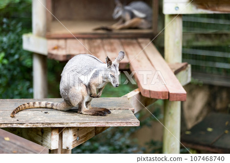 Higashimatsuyama City, Saitama Prefecture Children's Animal Nature Park Shimaoi Rock Wallaby Higashimatsuyama City, Saitama Prefecture Children's Animal Nature Park Shimaoi Rock Wallaby 107468740