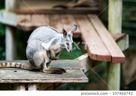 Higashimatsuyama City, Saitama Prefecture Children's Animal Nature Park Shimaoi Rock Wallaby Higashimatsuyama City, Saitama Prefecture Children's Animal Nature Park Shimaoi Rock Wallaby 107468742