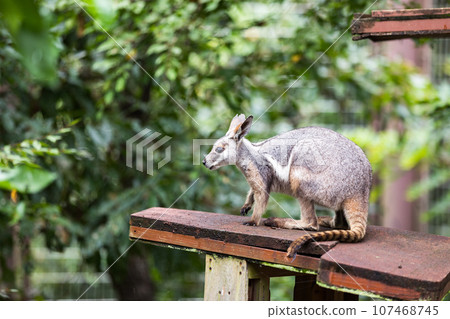 埼玉縣東松山市兒童動物自然公園島追岩袋鼠 107468745