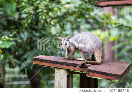 埼玉縣東松山市兒童動物自然公園島追岩袋鼠 107468748
