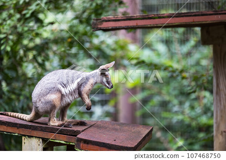 Higashimatsuyama City, Saitama Prefecture Children's Animal Nature Park Shimaoi Rock Wallaby Higashimatsuyama City, Saitama Prefecture Children's Animal Nature Park Shimaoi Rock Wallaby 107468750