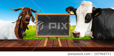 Wooden Table and Empty Blackboard with a Dairy Cow and a Horned Goat Wooden Table and Empty Blackboard with a Dairy Cow and a Horned Goat 107468751